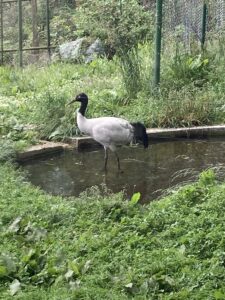 Black-necked Crane