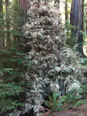 Albino outgrowth at foot of Redwood
