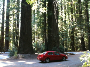 Hire car at foot of Giant Redwoods