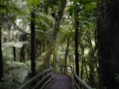 Puketi Kauri forest
